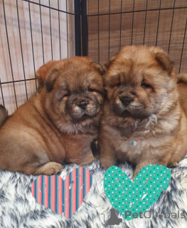 Foto №4. Ich werde verkaufen chow-chow in der Stadt Aqua. quotient 	ankündigung - preis - 630€