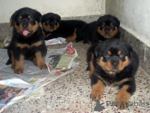 Foto №1. rottweiler - zum Verkauf in der Stadt Zella-Mehlis | 250€ | Ankündigung № 119062