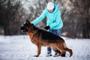 Foto №2 zu Ankündigung № 5507 zu verkaufen deutscher schäferhund - einkaufen Russische Föderation vom kindergarten