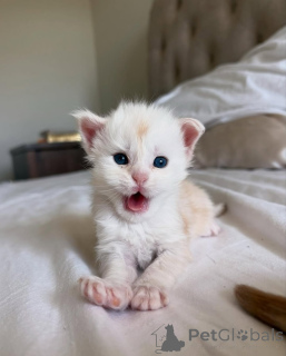 Foto №2 zu Ankündigung № 150584 zu verkaufen maine-coon-katze - einkaufen Deutschland aus dem tierheim, züchter