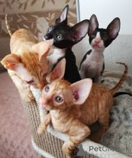 Foto №1. cornish rex - zum Verkauf in der Stadt Wien | 580€ | Ankündigung № 163806