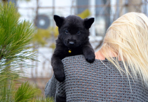 Foto №4. Ich werde verkaufen deutscher schäferhund in der Stadt Mariupol. züchter - preis - 414€