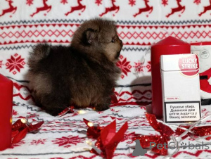 Foto №4. Ich werde verkaufen pommersche spitz in der Stadt Kragujevac.  - preis - verhandelt