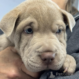 Foto №4. Ich werde verkaufen shar-pei in der Stadt Billund. quotient 	ankündigung - preis - 450€