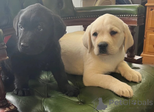 Foto №1. labrador retriever - zum Verkauf in der Stadt Bleialf | 350€ | Ankündigung № 178874