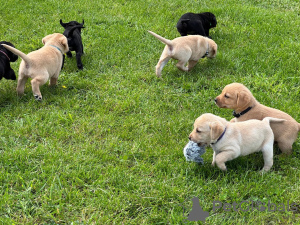 Foto №1. labrador retriever - zum Verkauf in der Stadt Bern | verhandelt | Ankündigung № 123447