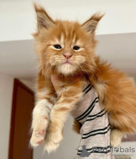 Foto №2 zu Ankündigung № 58266 zu verkaufen maine-coon-katze - einkaufen Niederlande quotient 	ankündigung