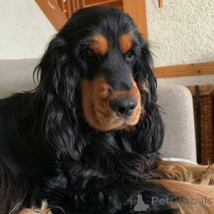 Foto №3. Cocker Spaniel Welpe. USA