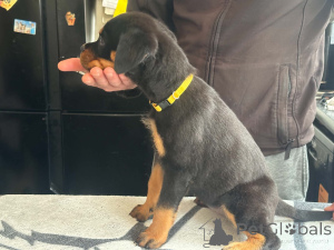 Foto №4. Ich werde verkaufen rottweiler in der Stadt Billnäs.  - preis - 500€