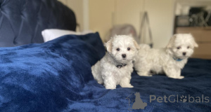 Foto №2 zu Ankündigung № 156387 zu verkaufen malteser - einkaufen Deutschland 