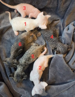 Foto №2 zu Ankündigung № 160324 zu verkaufen devon rex - einkaufen Deutschland züchter