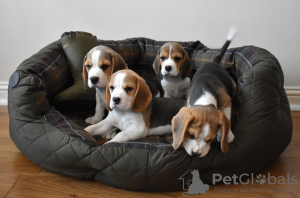 Foto №2 zu Ankündigung № 130510 zu verkaufen beagle - einkaufen USA quotient 	ankündigung