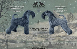Foto №2 zu Ankündigung № 19320 zu verkaufen kerry blue terrier - einkaufen Weißrussland züchter