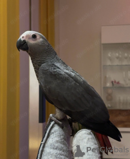 Foto №4. Ich werde verkaufen  in der Stadt Barcelona.  - preis - 1700€