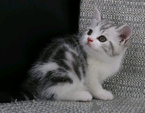 Foto №1.  - zum Verkauf in der Stadt Buggenhout | Frei | Ankündigung № 161746