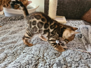 Foto №1. bengal katzenrasse - zum Verkauf in der Stadt Helsingborg | 750€ | Ankündigung № 153207