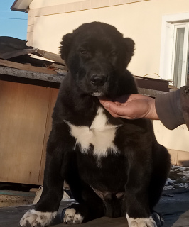 Foto №1. mischlingshund - zum Verkauf in der Stadt Odessa | 457€ | Ankündigung № 5311