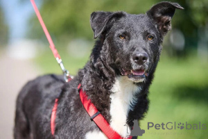 Foto №3. Die Nacht ist sehr nett und sehr ihre eigene.. Russische Föderation