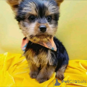 Foto №3. Yorkie Purebred Puppies kontaktieren Sie WhatsApp Business 447450021323. Finnland