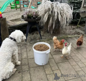 Foto №4. Ich werde verkaufen  in der Stadt Berlin. züchter - preis - verhandelt