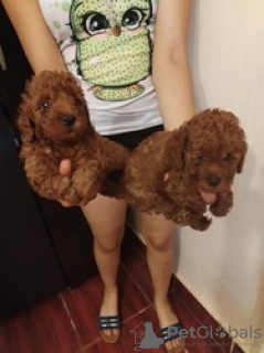 Foto №4. Ich werde verkaufen pudel (toy) in der Stadt Brüssel.  - preis - 350€