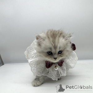 Foto №4. Ich werde verkaufen schottische faltohrkatze in der Stadt New York. züchter - preis - 1163€