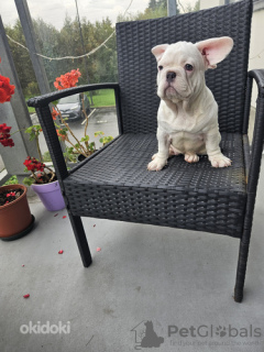 Foto №3. Maxim Susarow. Estland