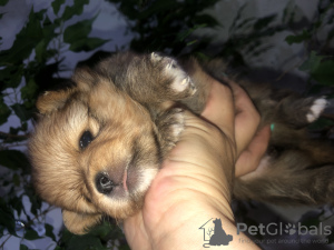 Foto №4. Ich werde verkaufen  in der Stadt Minsk. quotient 	ankündigung - preis - 385€