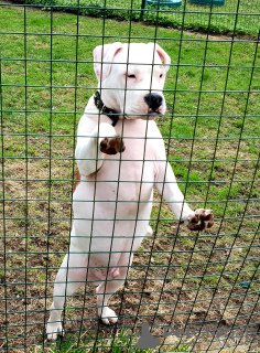 Zusätzliche Fotos: Amerikanischer Staffordshire Terrier