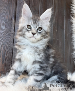 Foto №2 zu Ankündigung № 161668 zu verkaufen maine-coon-katze - einkaufen USA züchter