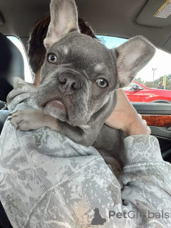 Foto №3. Wunderschöne Französische Bulldogge Welpen suchen ein liebevolles Zuhause. Deutschland