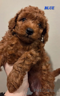 Foto №2 zu Ankündigung № 166521 zu verkaufen pudel (toy) - einkaufen Niederlande 