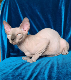 Foto №2 zu Ankündigung № 6174 zu verkaufen sphynx cat - einkaufen Ukraine vom kindergarten