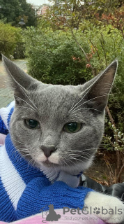 Zusätzliche Fotos: Die wunderschöne rote Katze Zlata ist in guten Händen