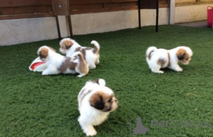Foto №1. shih tzu - zum Verkauf in der Stadt Madrid | verhandelt | Ankündigung № 175860