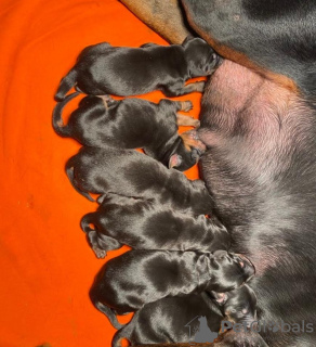 Foto №4. Ich werde verkaufen dobermann in der Stadt Belgrad. züchter - preis - verhandelt