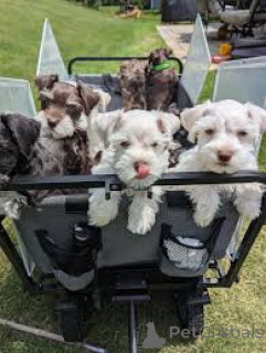 Foto №1. schnauzer - zum Verkauf in der Stadt Madrid | 700€ | Ankündigung № 165993