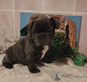 Foto №4. Ich werde verkaufen französische bulldogge in der Stadt Minsk. quotient 	ankündigung - preis - 563€