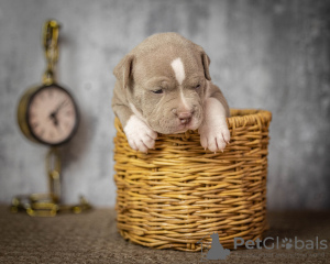 Foto №2 zu Ankündigung № 54828 zu verkaufen american bully - einkaufen Russische Föderation quotient 	ankündigung, züchter