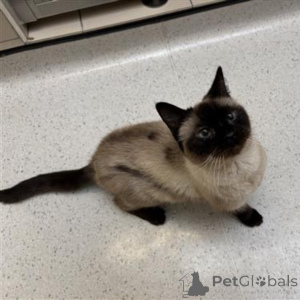 Foto №1. burma-katze - zum Verkauf in der Stadt Berlin | verhandelt | Ankündigung № 135364