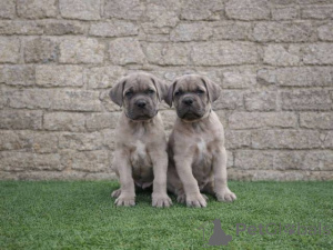 Foto №3. Cane Corso Welpen. Serbien