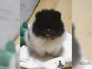 Foto №1. pommersche spitz - zum Verkauf in der Stadt Linz | verhandelt | Ankündigung № 159968