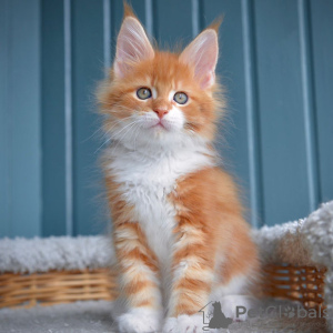 Foto №1. maine-coon-katze - zum Verkauf in der Stadt Brüssel | 250€ | Ankündigung № 117405