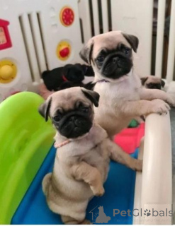 Foto №1. mops - zum Verkauf in der Stadt Baldone | verhandelt | Ankündigung № 159994