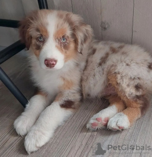 Foto №1. anatolischer hirtenhund - zum Verkauf in der Stadt Burgas | verhandelt | Ankündigung № 111772