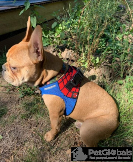 Foto №2 zu Ankündigung № 134072 zu verkaufen französische bulldogge - einkaufen USA quotient 	ankündigung