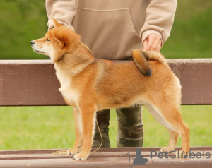 Foto №3. Shiba Inu Junge. Lettland