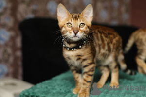 Foto №4. Ich werde verkaufen bengal katzenrasse in der Stadt Queenstown. quotient 	ankündigung - preis - 400€