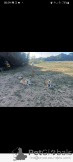 Foto №3. Pembroke-Waliser-Corgi-Welpen. Spanien