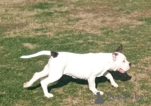 Foto №4. Ich werde verkaufen american bulldog in der Stadt Москва. vom kindergarten - preis - verhandelt